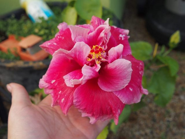 Varietal Hibiscus. Love, Patience and Work
