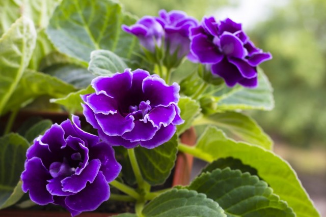 Beauty Gloxinia: Reproduction by Seeds and Leaves