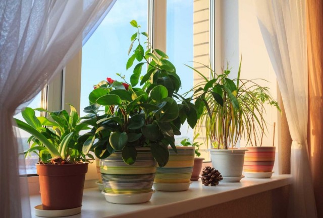 What kind of pot should I choose for a houseplant?