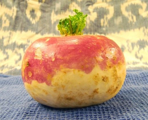 The grandfather planted a turnip…