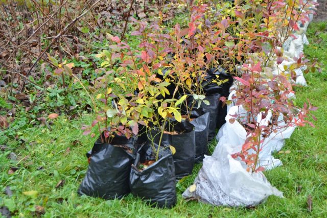 What to do with late purchases of planting material?