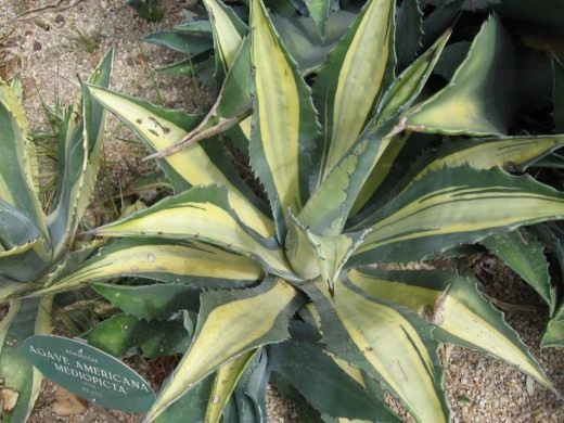 Agave for beauty, benefits and fun