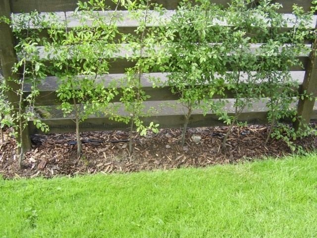 How to Camouflage a Compost Pit with Plants