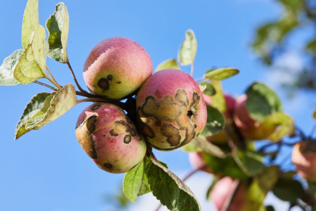 How to Protect Your Apple and Pear Trees from Scab
