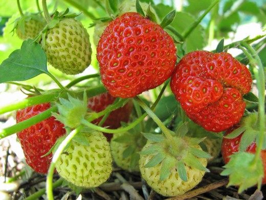 Cloning of garden strawberries (strawberries)
