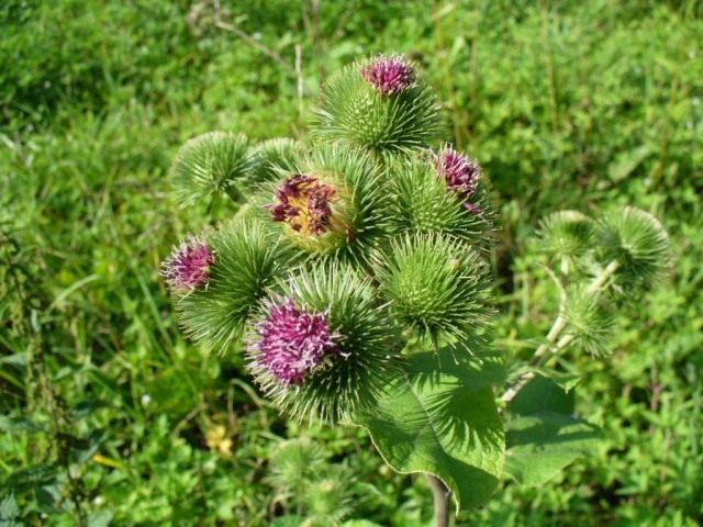 Old familiar burdock