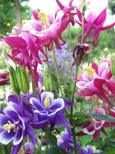 Flowers and ornamental shrubs. Part 4.