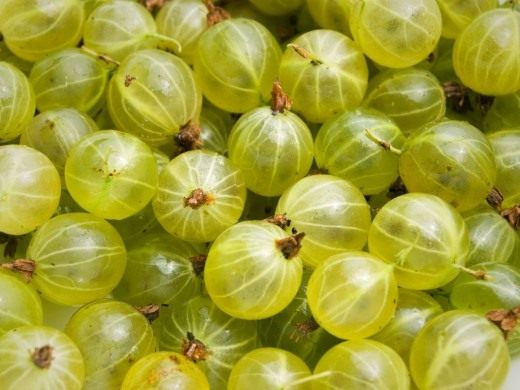 Gooseberry and its healing properties