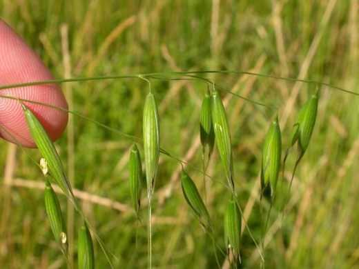“Cunning” and insidious wild oats