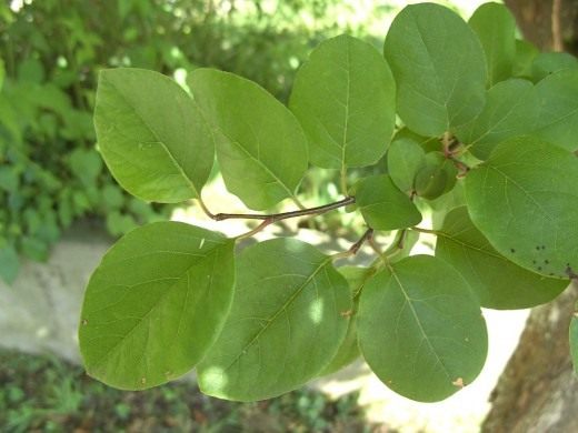Quince and a little about varieties