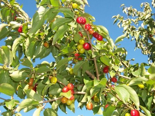 The dogwood is dear to its owner with its beauty and usefulness