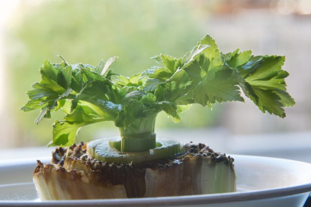 Seedlings from peelings – what vegetables grow easily from cuttings?