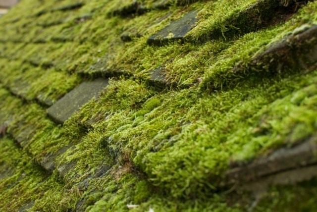 How to get rid of moss on the roof?