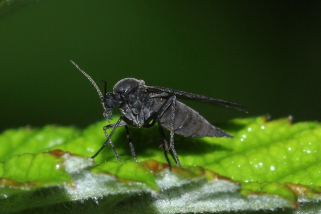 How to get rid of flower gnats?