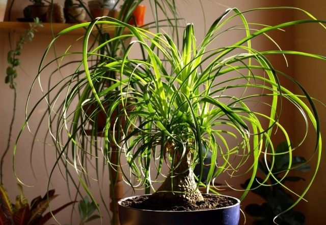 Nolina, or Beaucarnea – “bottle tree”