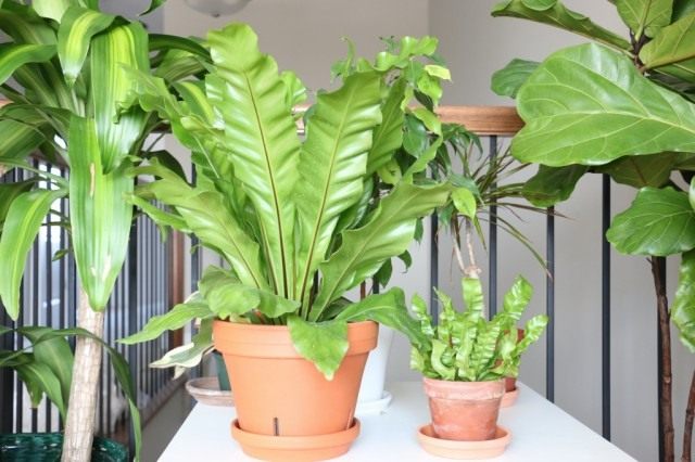 Asplenium, or Kostenets – a green fountain