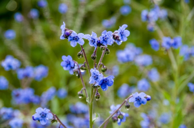 Cynoglossum, or Blackroot – Blue Glow