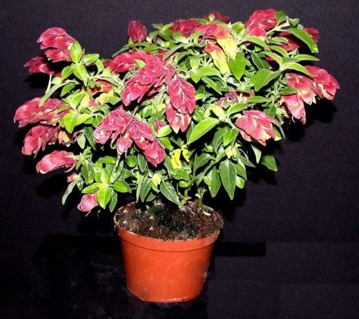 Beloperone, or Justicia – Shrimp Bush
