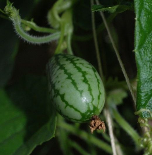 Melothria, or the smallest cucumbers
