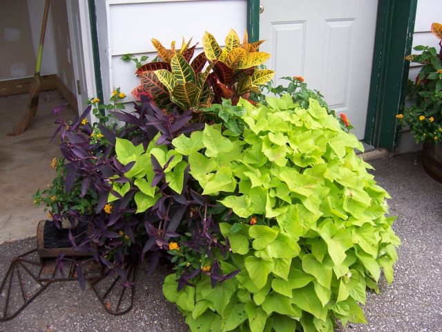 Varieties of sweet potato morning glory – what are the differences and which one to choose?