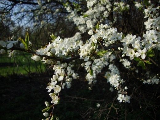 Thorn as a symbol of faith