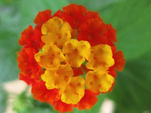 Lantana camara: the colors of the Spanish flag