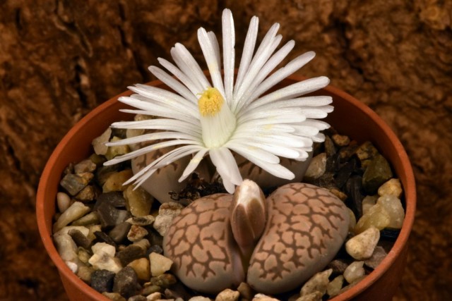 Living stones, or Lithops