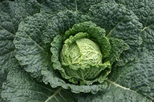 Savoy cabbage – lacy leaves