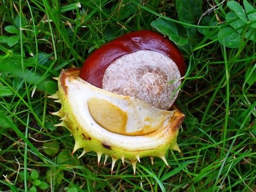 Horse chestnut and beer