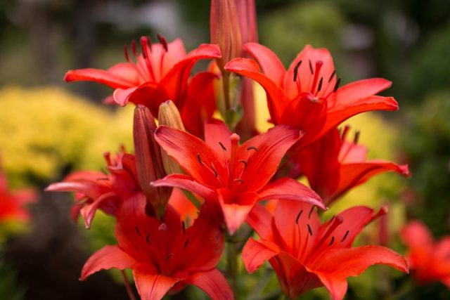 Various classifications of garden lilies – from botanical to floristic