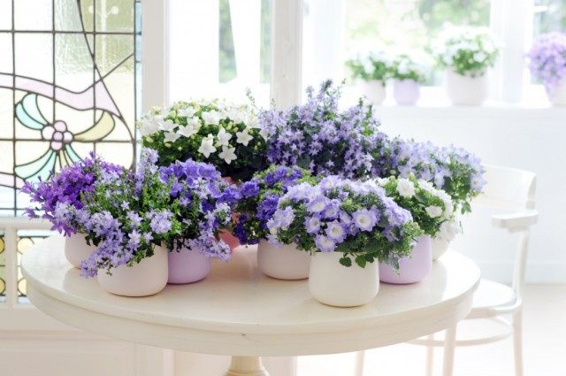 Indoor bellflowers. All about campanula in indoor culture