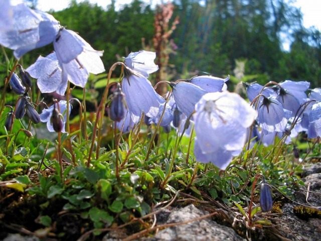 Let them grow in the garden