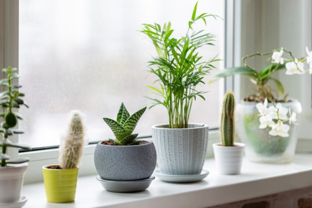 Preparing indoor plants for winter