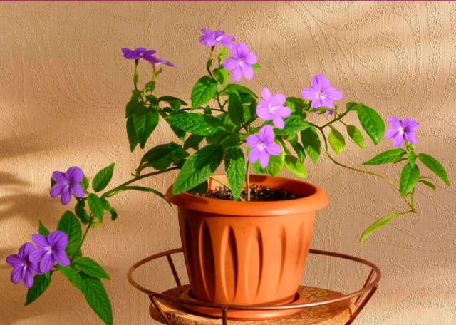 The Best Houseplants with Simple Flowers