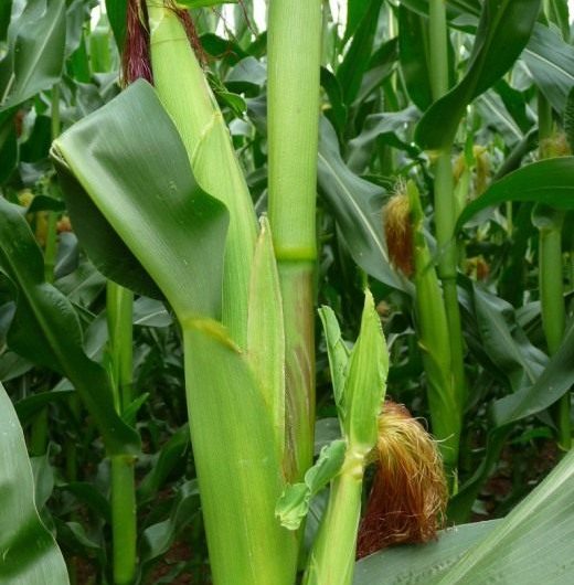 Sweet corn is very tasty