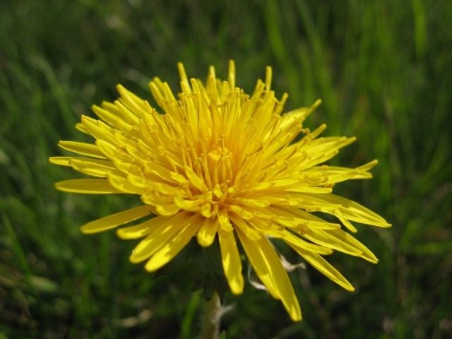 Dandelion is a useful weed