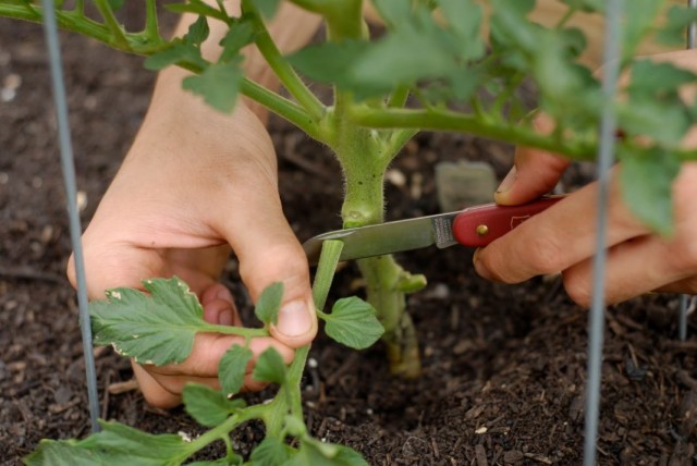 Should I pick off the bottom leaves of tomatoes?