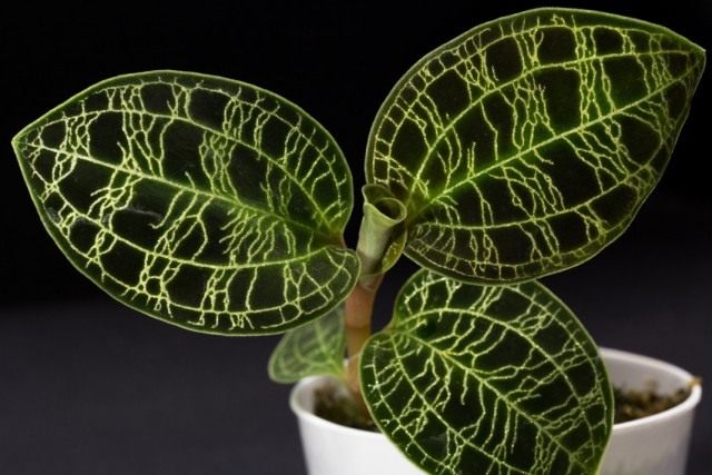 Luxurious foliage of “Precious Orchids”