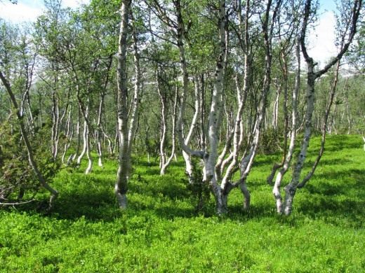 The sacred May tree is the birch