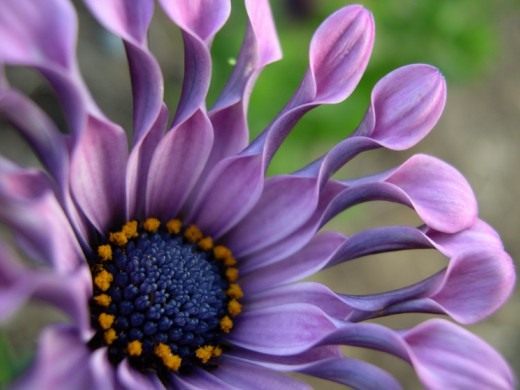 African Daisy, meet and like it!