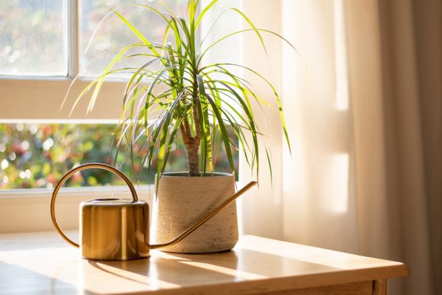 Dracaena marginata is the most unpretentious and bright