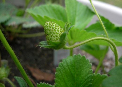 A set of measures to protect strawberries from pests and diseases.