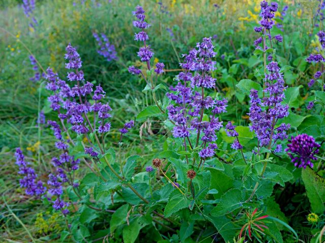 Whorled sage is a worthy decoration for a natural style garden