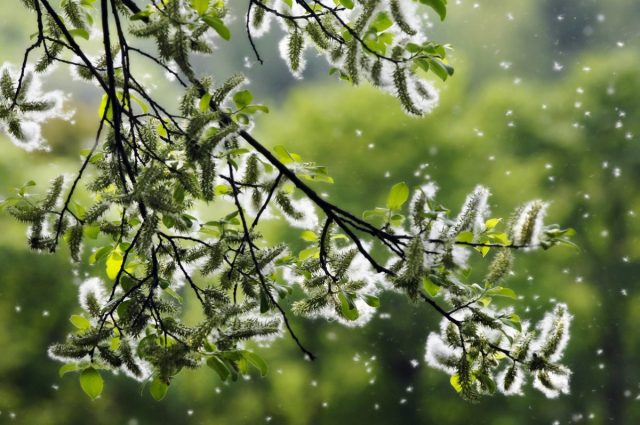 Pollen allergy, or hay fever – who is to blame and what to do?