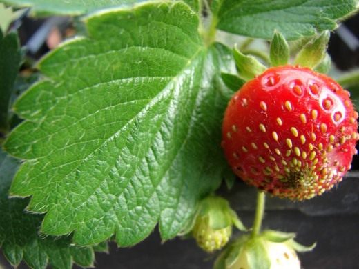 There are not only many strawberry bushes, but also berries