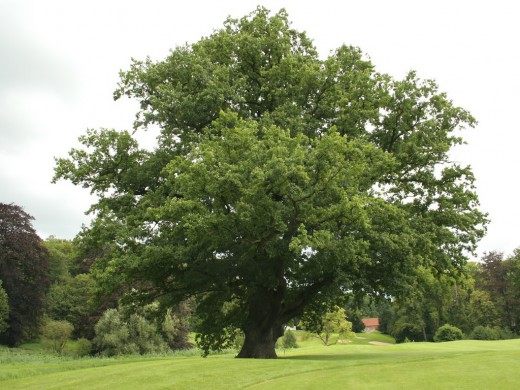 “Gates of Heaven” – a mighty oak