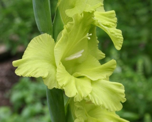 What do gladioli need to be fed?