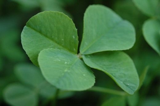 Plants as amulets for people and houses