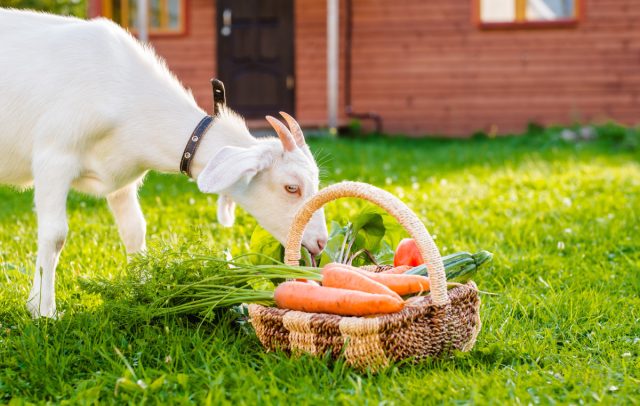 Healthy vegetables and fruits for farm animals and birds from your own garden