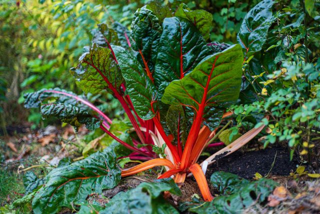 Autumn gardening – what’s good about it and when to sow?